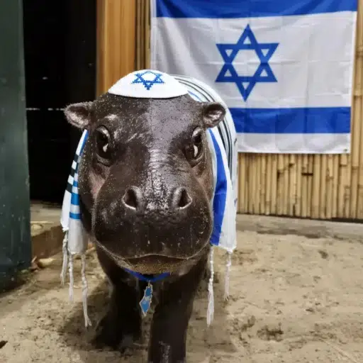 פיונה