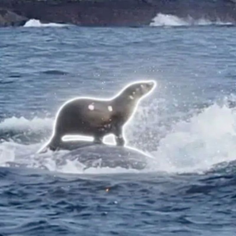 SEALION