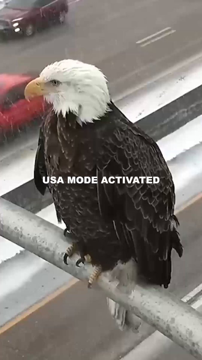 EAGLE