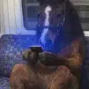 homo