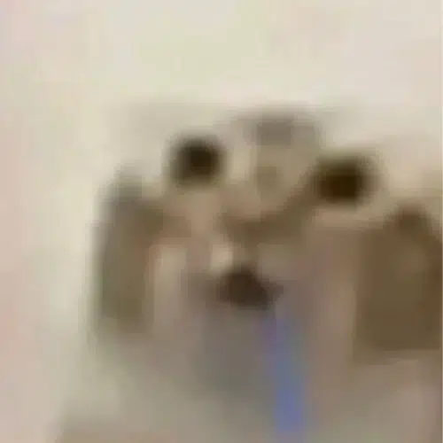 口水小咪