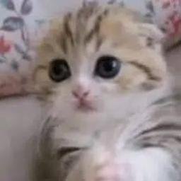 Cilly