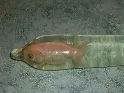 NCF — Nietzschean Condom Fish Solana token traded by KOLs