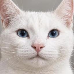 CatGPT