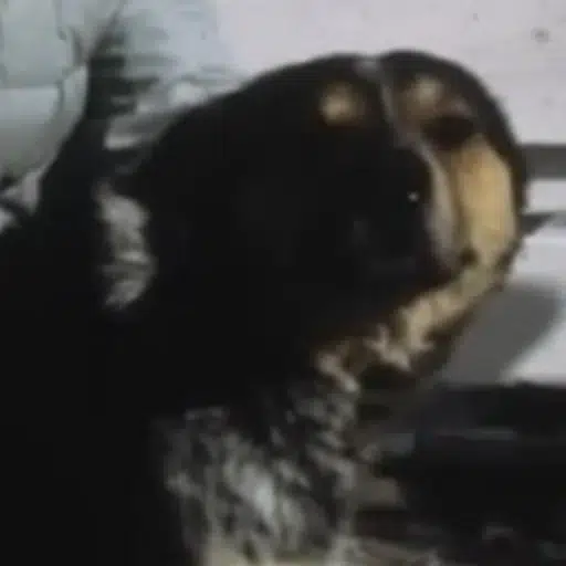 Shep