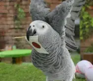 オリビア