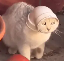 pipecat