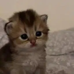 ket
