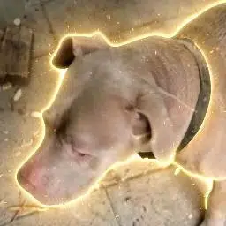 ACE