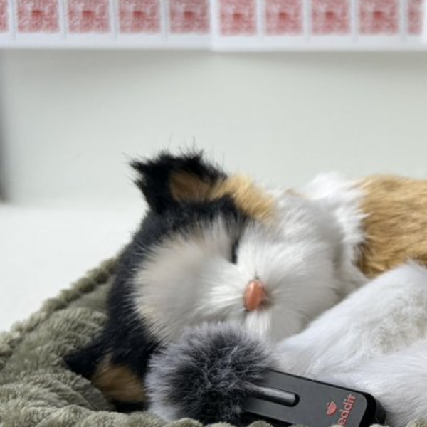 Meowdani