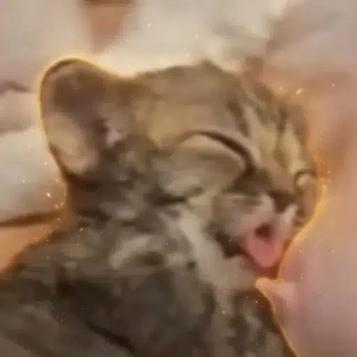 eepycat