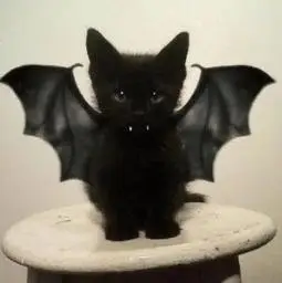 Vamp