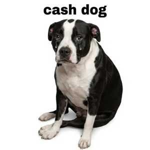 CashDog