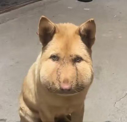 大黄