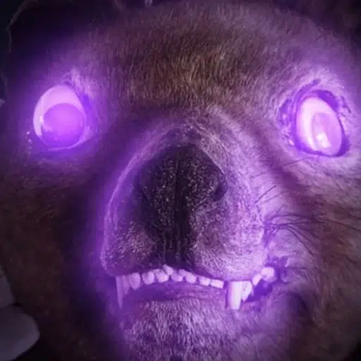 FOMOFOX