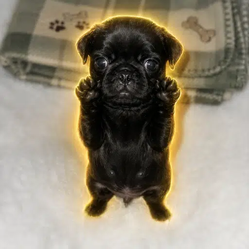 Nugget