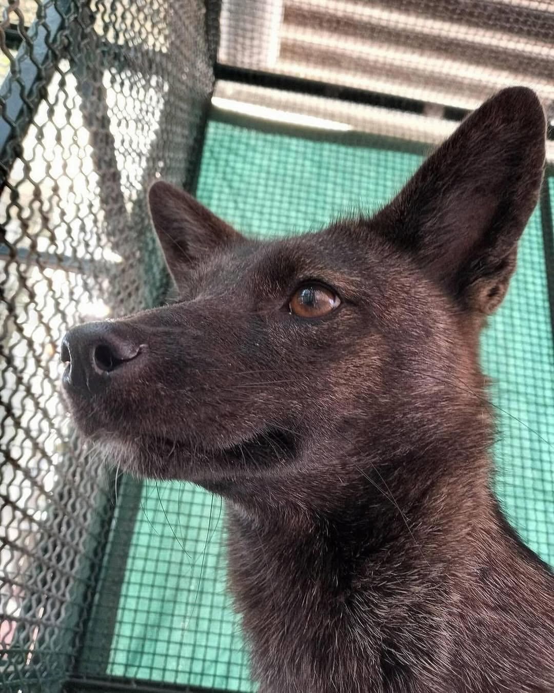 DOGXIM