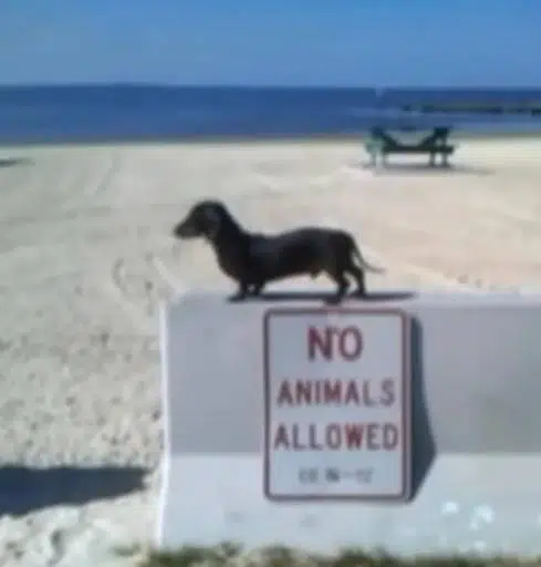 DOG