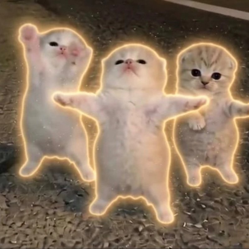 Dancingcats