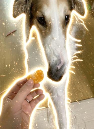 Borzoi 

