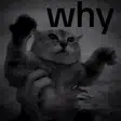 whycat