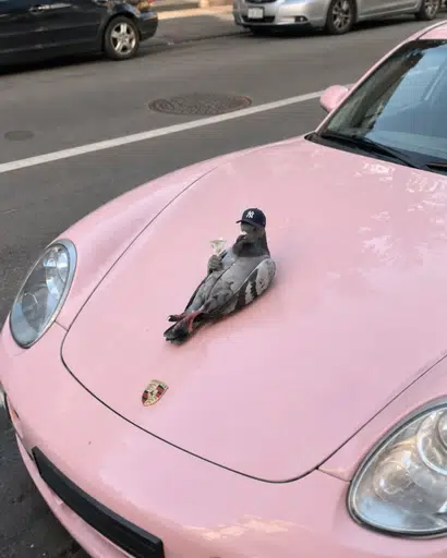pigeontini