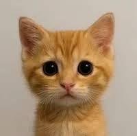 Neko