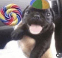 dwog