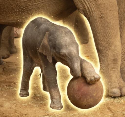 Dumbo
