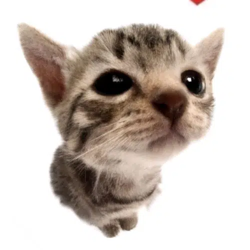 gatito
