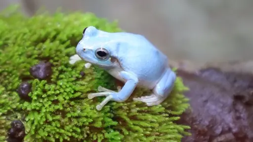 青カエ