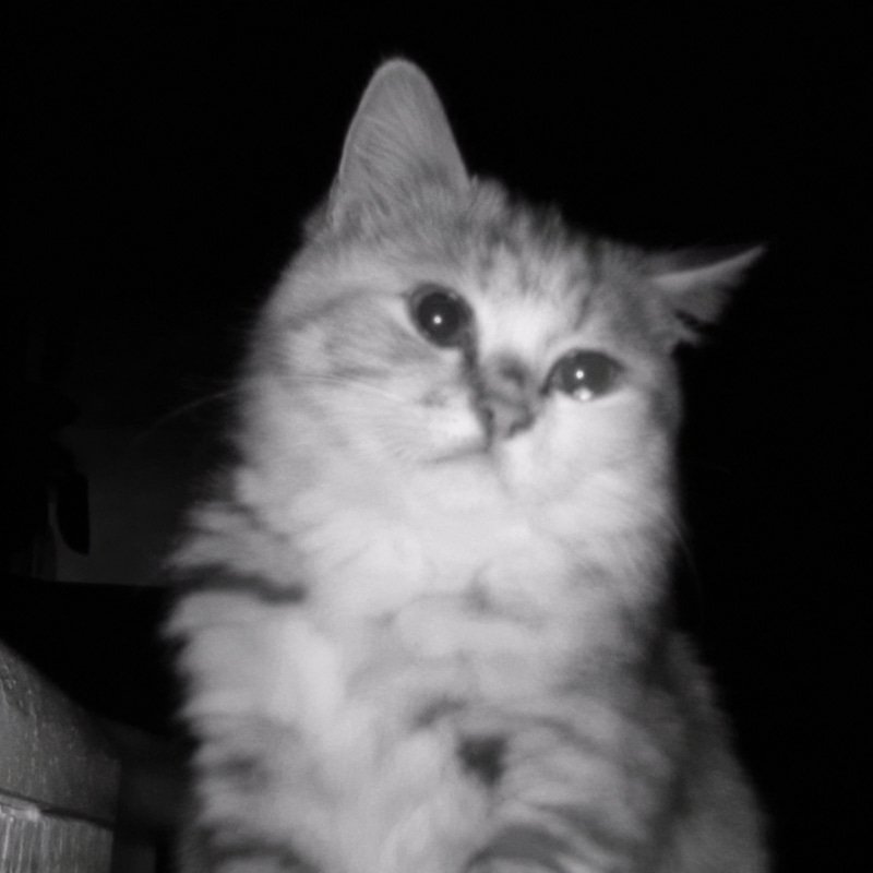 sadcat