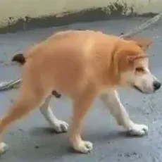DG