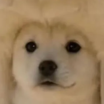 UNDERDOG