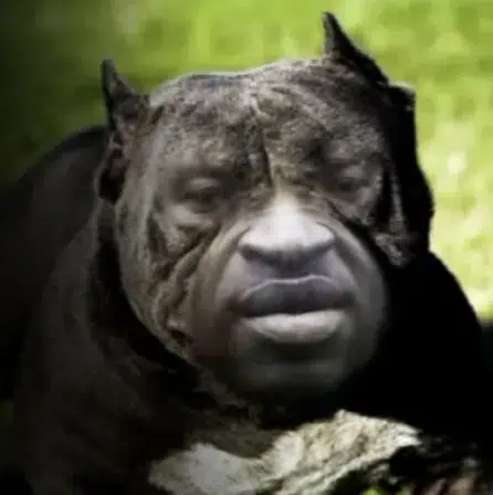 I CANT BARK