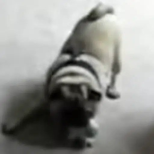GIZMO