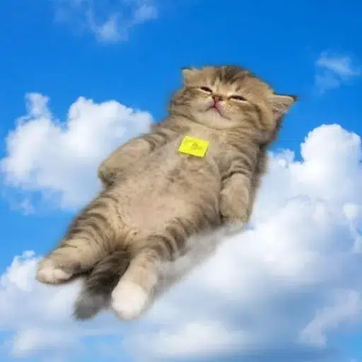 vibes