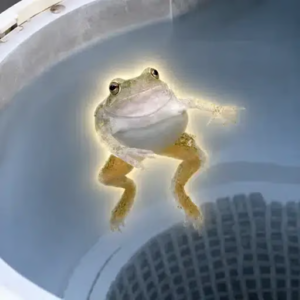 frog