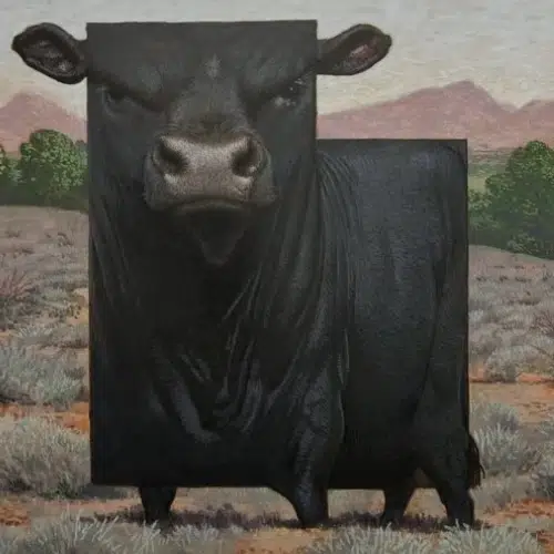 bull