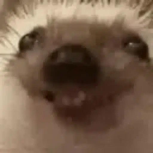 Hog