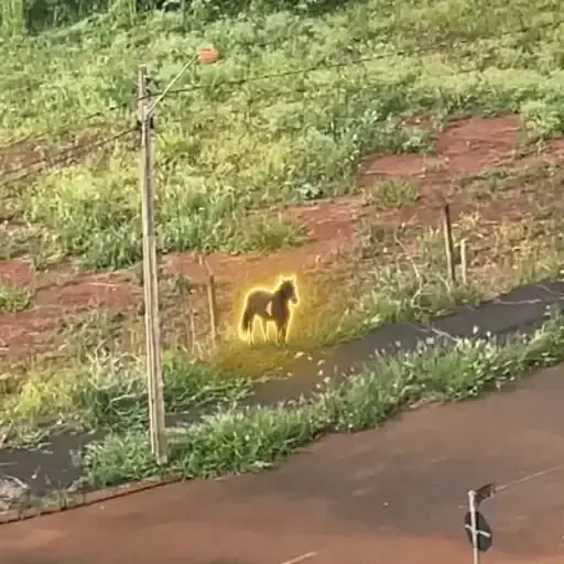 HORSE