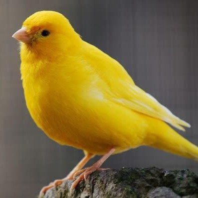 $CANARY token logo