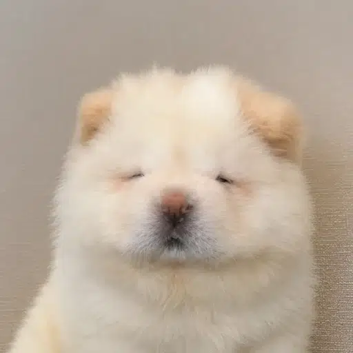 Potato