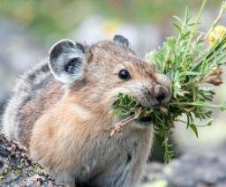 PIKA