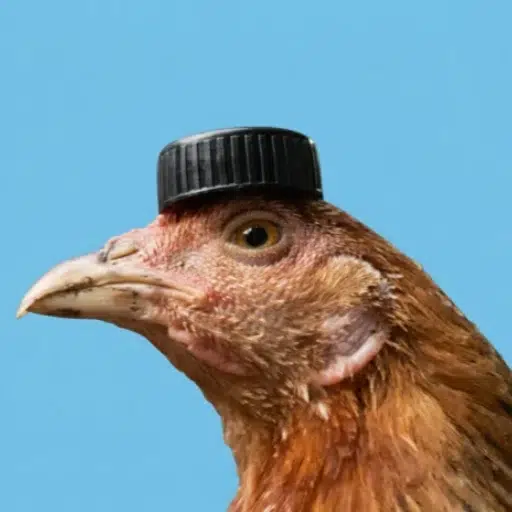 AYAM