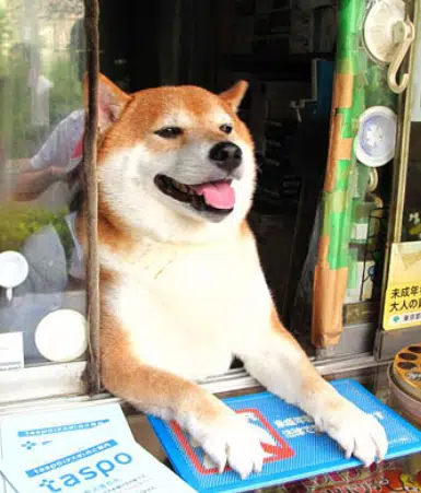 CASHDOG