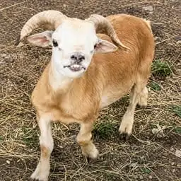 Juliano
