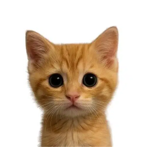 neko