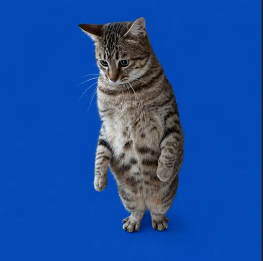 Kee-chan