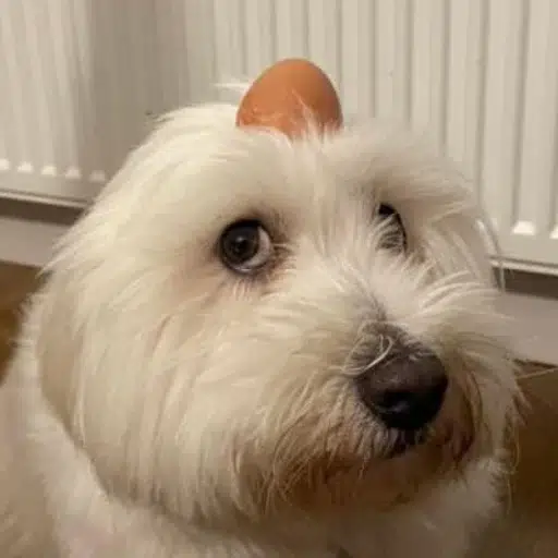 EGGDOG